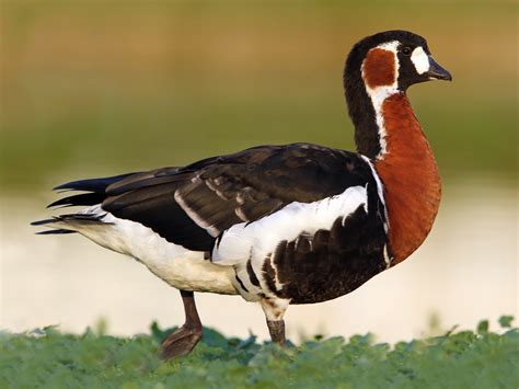 Red-breasted Goose - eBird