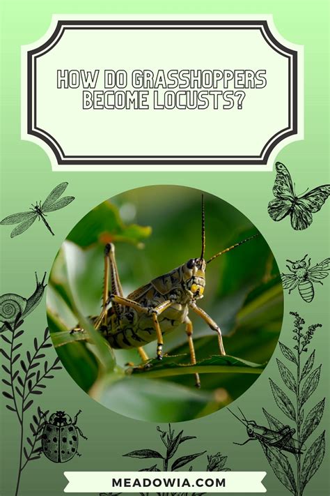 How do Grasshoppers Become Locusts? (Identifying Them)