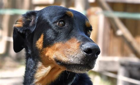 Doberdore 101: Lab X Doberman Mixed Breed Dog