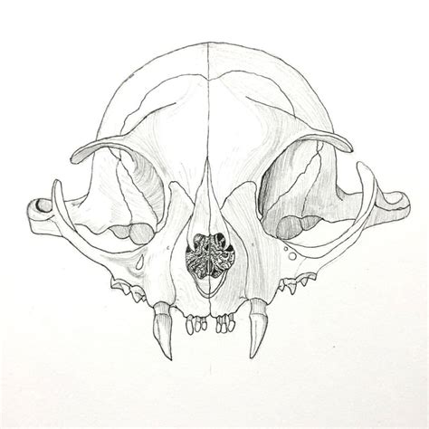 Vishnu Prasad — Bat’s skull #art #artwork #sketch #sketchbook...