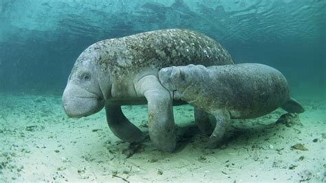 Manatee, HD wallpaper | Peakpx