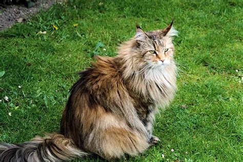 The Stunning Siberian Cat - The Purrington Post