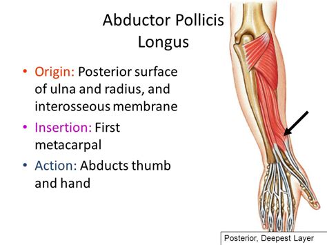 Abductor Pollicis Longus: Origin, Insertion, Nerve Supply & - DaftSex HD