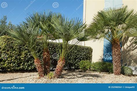 Palm Tree Chamaerops Excelsa Stock Image - Image of chamaerops, garden ...