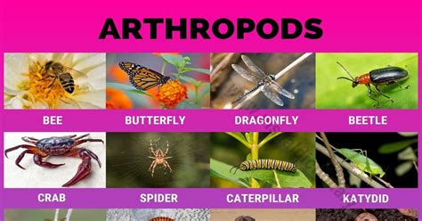 Arthropods: 24 Popular Arthropods Found in Gardens & Field Crops ...