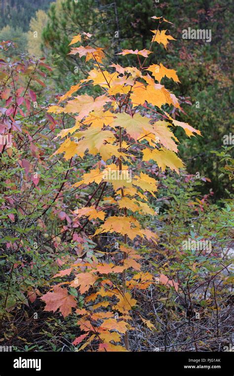 maple tree in fall Stock Photo - Alamy