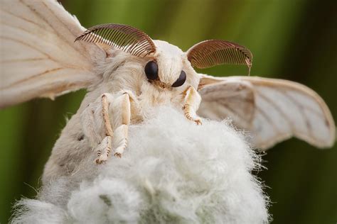 bombyx mori - focus stack of 4 images | Poodle moth, Cute moth, Moth ...