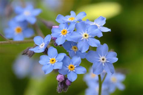 The Beautiful Blue Flowers