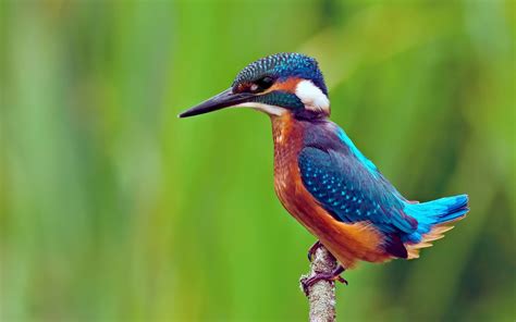 Bird Kingfisher #7036998