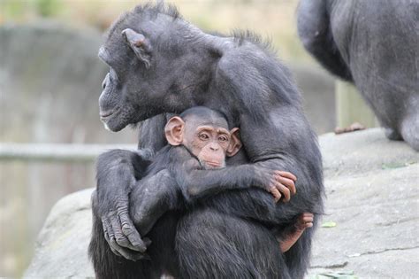 BABY CHIMP & MOTHER HUGGING GLOSSY POSTER PICTURE PHOTO cuddling cute ...