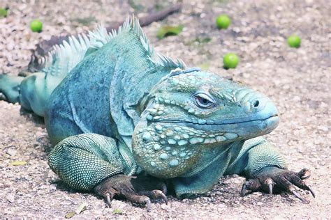 Grand Cayman Blue Iguana Photograph by Iryna Goodall | Pixels