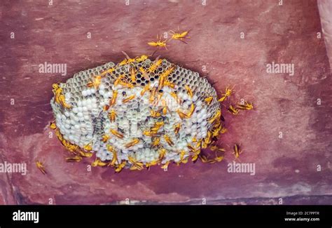 honey bee nest in wall Stock Photo - Alamy