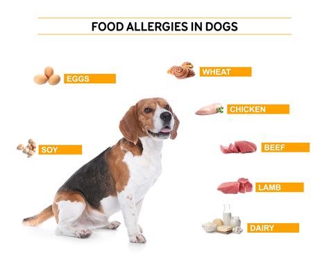 Dog Food Allergies | Signs & Treatments | Pet Drugs Online