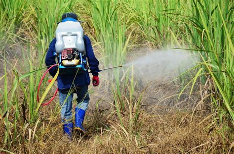 What is the Difference Between Pesticide and Insecticide?