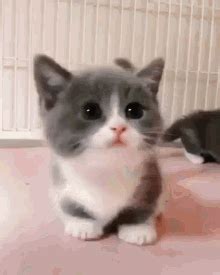 Cute Kitty Alex Kitty GIF - CuteKitty AlexKitty BestKitty - Discover ...