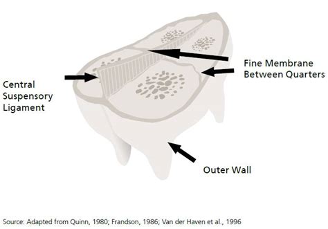 Cow Udder Anatomy - Anatomical Charts & Posters