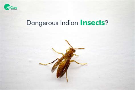 Interesting Facts about 15 Dangerous Insects in India | HiCare