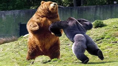 Top 10 Strongest Animals in the World