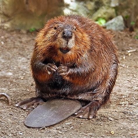 Beavers (Family Castoridae) · iNaturalist