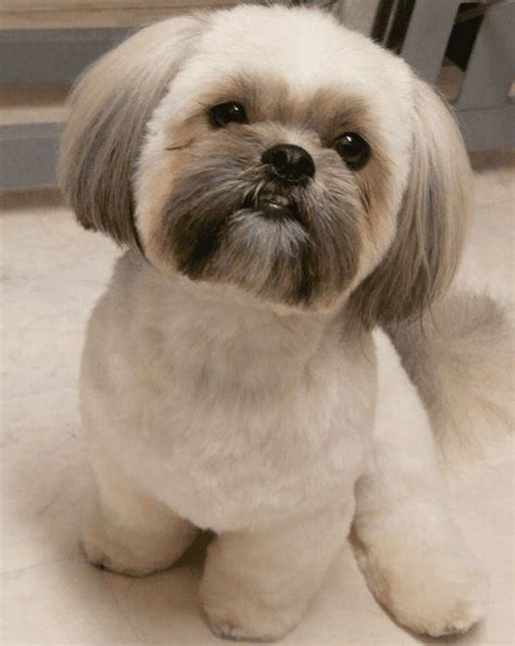 Shih Tzu Haircuts - Shih Tzu Haircuts Best 6 - Shih Tzu Buzz