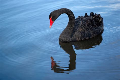 Los cisnes negros, ese imprevisto que nadie quiere ni ver | El blog de ...