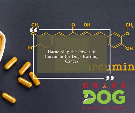 Harnessing the Power of Curcumin for Dogs Battling Cancer – Drake Dog ...