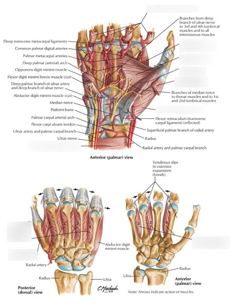 Intrinsic Muscles of Hand Diagram | Quizlet