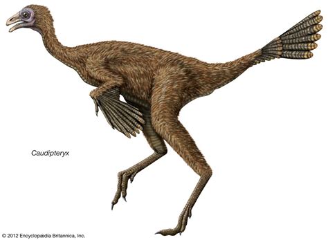 Feathered dinosaur | Description, Size, & Facts | Britannica