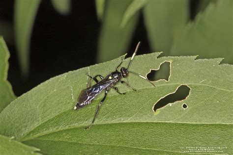 Minnesota Seasons - ichneumon wasp (Vulgichneumon brevicinctor)