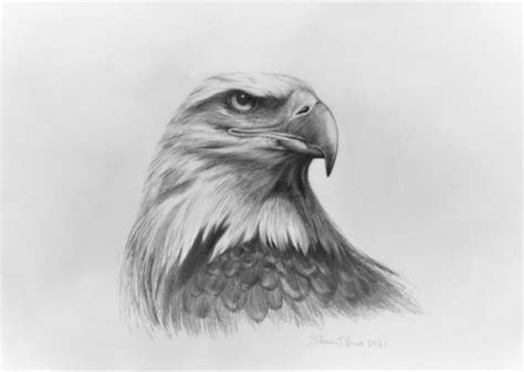 Bald Eagle Drawing