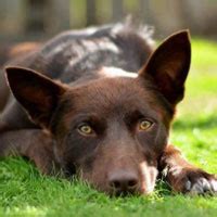 Australian Kelpie 101: Owner's Guide