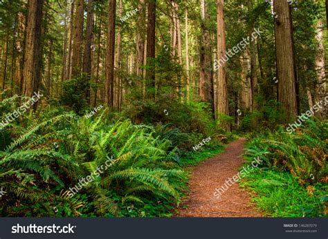 Giant Trees Hiking Path Redwood Forest Stock Photo 146287079 | Shutterstock