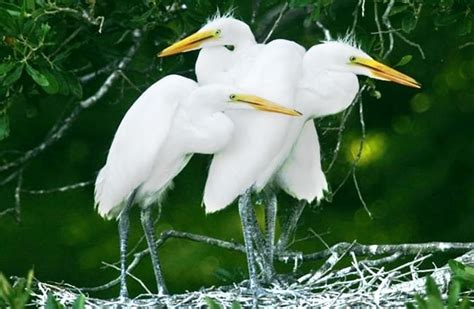 Egret - Description, Habitat, Image, Diet, and Interesting Facts