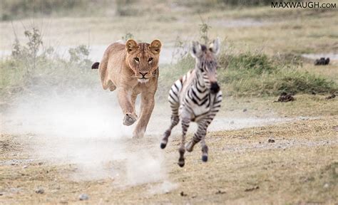 Zebra Foal Escapes Lions | Max Waugh