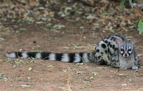 Common Genet | Genets are normally shy and nocturnal but thi… | Flickr