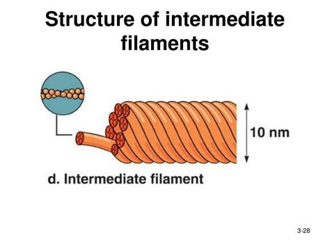 Intermediate Filaments Diagram