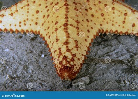 A Red Cushion Sea Star (Oreaster Reticulatus) in Florida Stock Photo ...