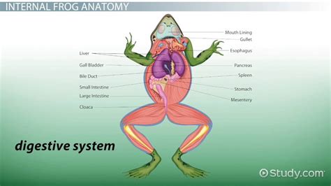 Anatomy Of A Frog - Anatomy Reading Source