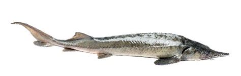 White Sturgeon - Animal Facts and Information