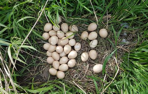 Guinea fowl hatching eggs and how to select them. - Cluckin