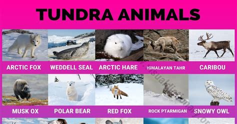 Tundra Biome Animals