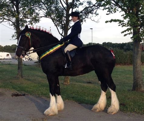 Shire Horse Breed Information, History, Videos, Pictures