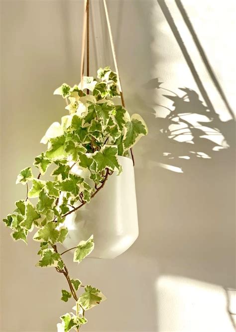 What are the Best Types of Ivy Plants to Grow Indoors - ACCION Chicago