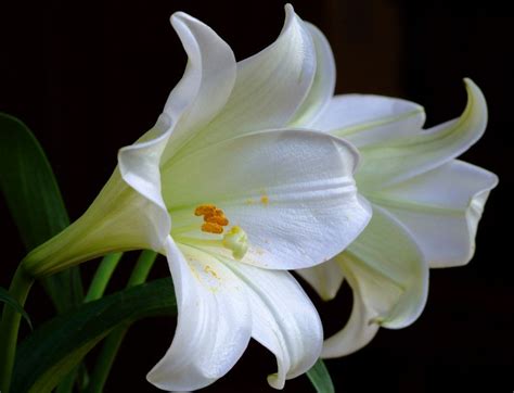 Romantic Flowers: Lily Flower