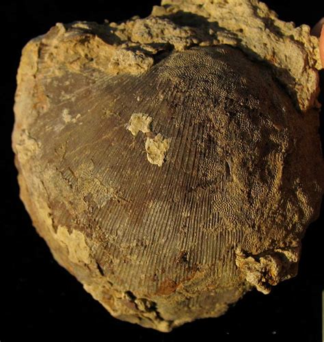 Louisville Fossils and Beyond: Devonian Megastrophia Brachiopod