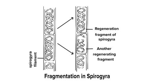 Define fragmentation.