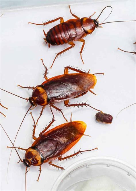 Cockroach Eggs: Homeowner Guide (16 Things: Size, Appearance, Hatch ...