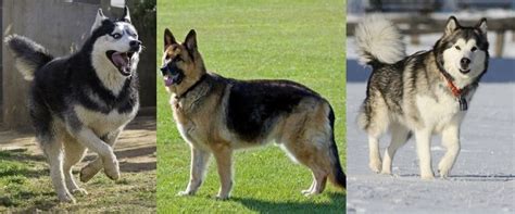 The Utonagan Dog Breed: Meet this Wolfish Mixed Breed