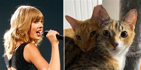 Taylor Swift Proves Claims of Cat Knowledge Are Truly 'Swift'