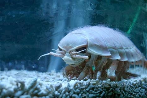 Top 10 Most Terrifying Deep Sea Creatures - Page 4